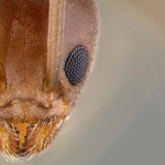 close-up of ant