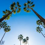 palm trees
