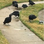 vultures on grass and sidewalk